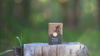 Trails and Ales Beer Soap